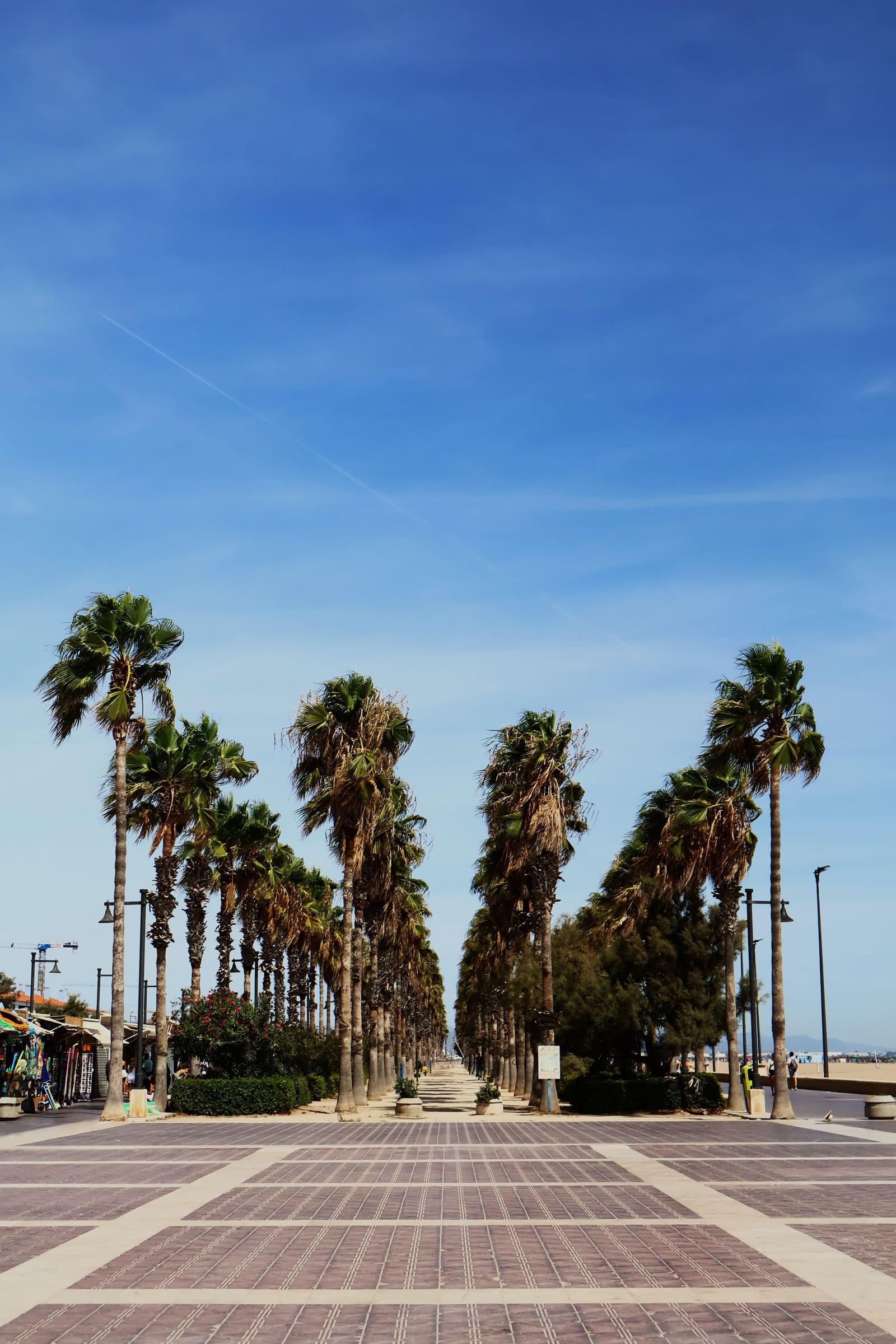 Paseo de Valencia con palmeras bajo el cielo azul